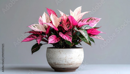 Wallpaper Mural A vibrant Syngonium plant with pink and green variegated leaves is displayed in a rustic ceramic pot. Torontodigital.ca