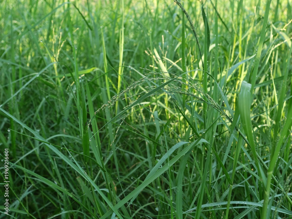 Obraz premium Green grass field with dew drops and wild grass seeds in the morning. Capturing the essence of nature, growth, and a serene outdoor environment during the spring or summer season