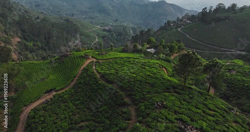 Wallpaper Mural  Cinematic backward fly aerial shot of Tea Plantation hill valley in Munnar, Kerala, India. Aerial view of a tea plantation in Munnar. The beautiful Western Ghats mountain range in Kerala Torontodigital.ca