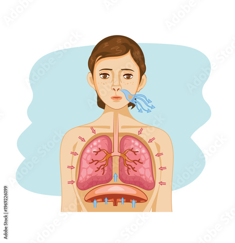 Exhalation Human Lung Anatomy Illustration