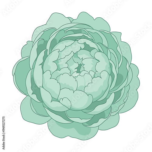 Large Green Succulent Plant Closeup View.