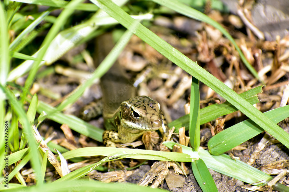 Fototapeta premium Lizard Hidden Among Grass and Leaf Litter