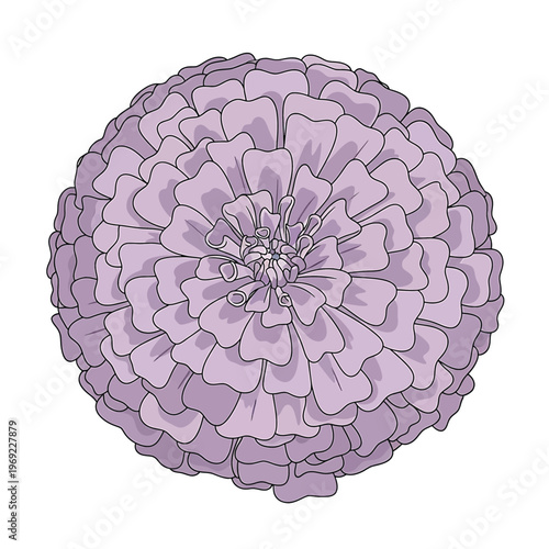 Large Purple Chrysanthemum Flower Closeup View.