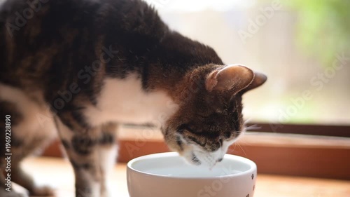 水を飲むキジ猫