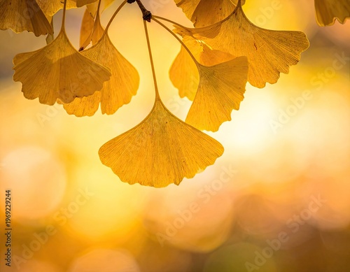 A close-up photograph showcases the vibrant golden leaves of a ginkgo tree, bathed in warm sunlight, creating a serene and autumnal atmosphere.