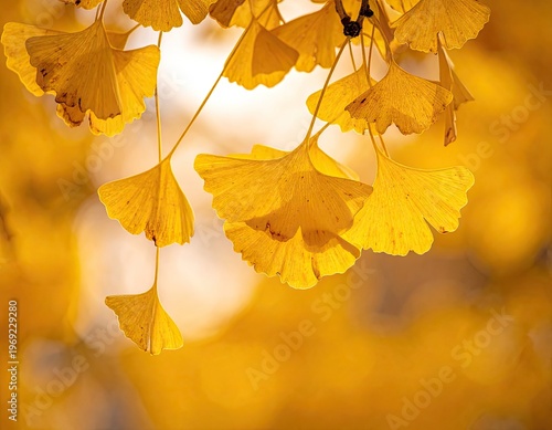 Golden ginkgo leaves gracefully cascade against a blurred, sunlit background, showcasing the vibrant beauty of autumn.