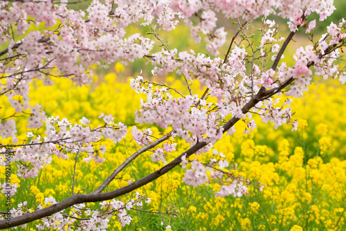 桜と菜の花畑