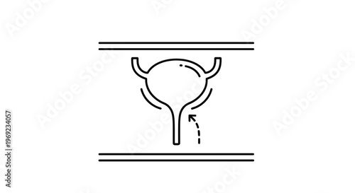 Simplified human urinary bladder system illustration with ureters and urethra, depicting internal