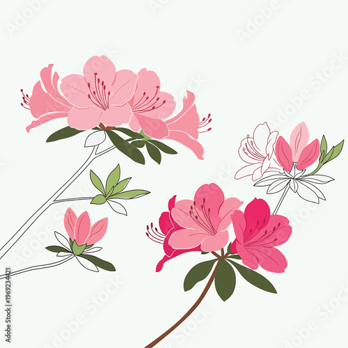 Pink Azalea Flowers with Green Leaves.
