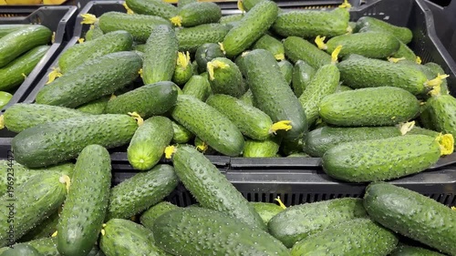 Fresh cucumbers stacked in black crates for sale at a local market during the afternoon