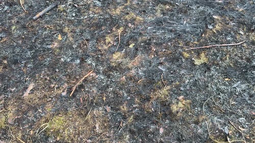 Burnt forest floor after a wildfire, texture of charred grass, ash and debris in the background