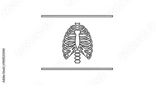 Minimalist human rib cage outline drawing for anatomical study and medical education purposes in a
