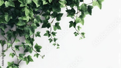 Green Ivy in the Corner: A lush, vibrant cascade of green ivy elegantly drapes across the frame, showcasing its intricate leaf patterns and textured stems.