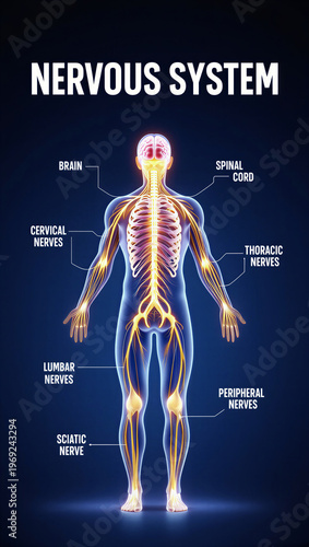Human body nervous system diagram with labeled parts and transparent skin