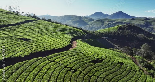 Wallpaper Mural Drone Aerial of Tea Plantation in Munnar, Kerala, India. Cinemati Aerial View of Munnar. Aerial view of a tea plantation in Munnar. The beautiful Western Ghats mountain range in Kerala after rain.  Torontodigital.ca