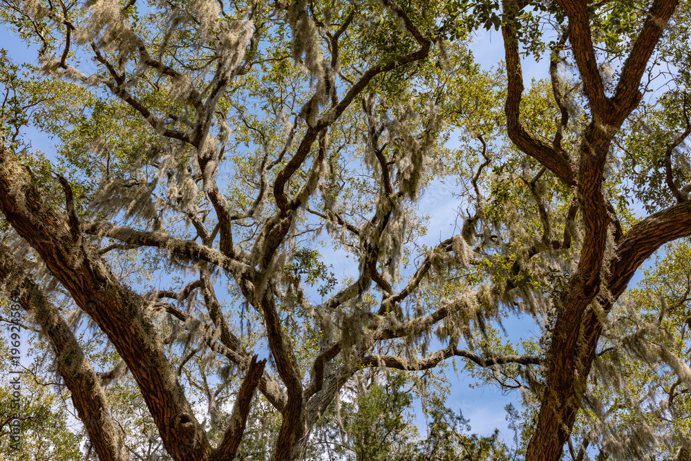 Fototapeta premium Spanish moss hanging in southern tree canopy against blue sky background