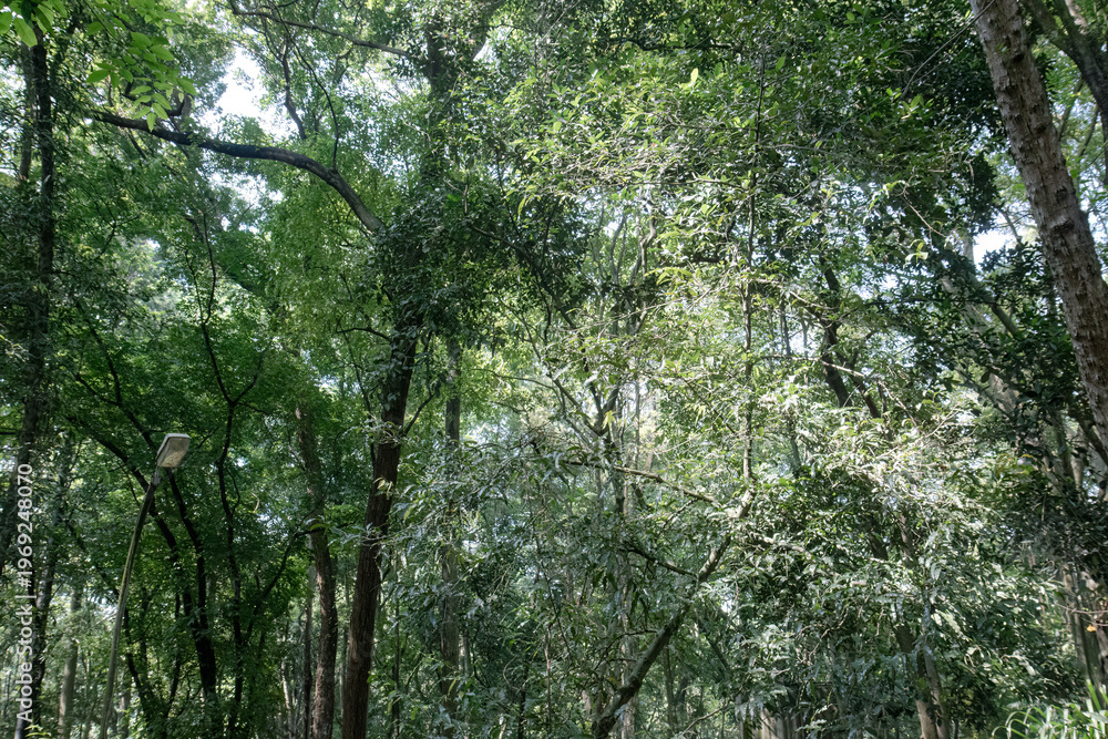 Fototapeta premium Managed forest landscape with lamp and illuminated foliage. Urban woodland scenery blending mature trees with soft daylight. Cultivated reserve view featuring dappled canopy and open space