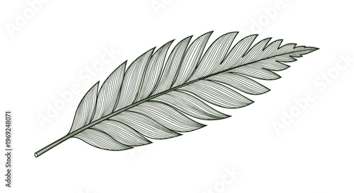 Vintage style botanical engraving of a single fern leaf with intricate details and fine lines on a clean white background.