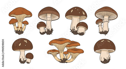 Set of different brown edible mushrooms showing various sizes and shapes with caps and stems on a white background.