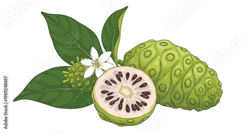 Fresh green noni fruits, one sliced to show seeds, with large green leaves and a white flower on a white background.