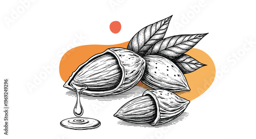 Hand drawn sketch of almond nuts in shells with green leaves and a drop of almond oil representing natural beauty and health.