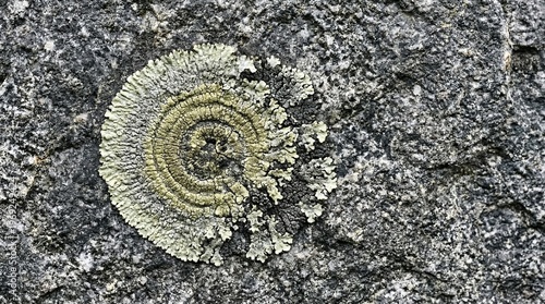 A close up of a rock with a green fungus on it