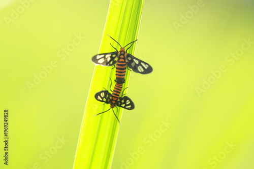 Moths mate on blades of grass