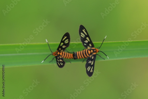 Moths mate on blades of grass
