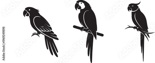 Set of three black silhouettes of parrots perched on branches and standing on a white background Vector