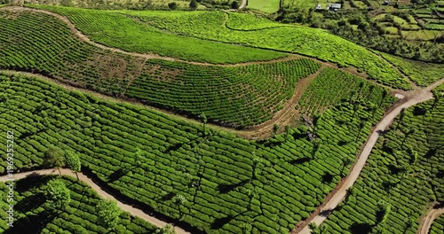 Wallpaper Mural Cinematic top-down aerial view of Tea Plantation hill in Munnar, Kerala, India. Aerial view of a tea plantation in Munnar. The beautiful Western Ghats mountain range in Kerala Torontodigital.ca