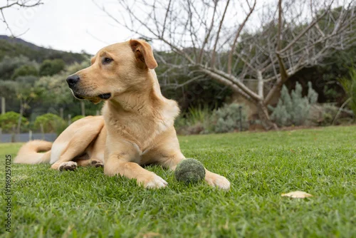 Fototapeta Tan Labrador-type dog lying on trimmed lawn in residential garden with mossy tennis ball nearby