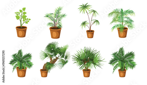 A collection of various potted plants with lush green leaves on a white background