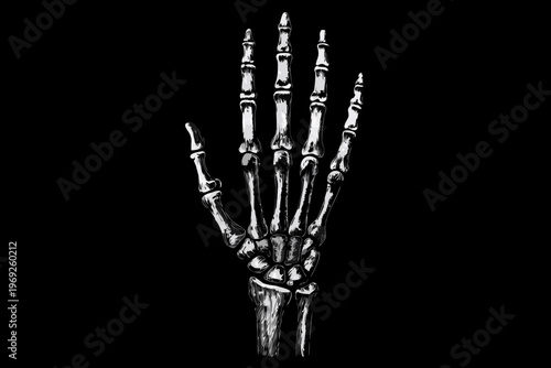 Detailed illustration of a human skeletal hand against a black background