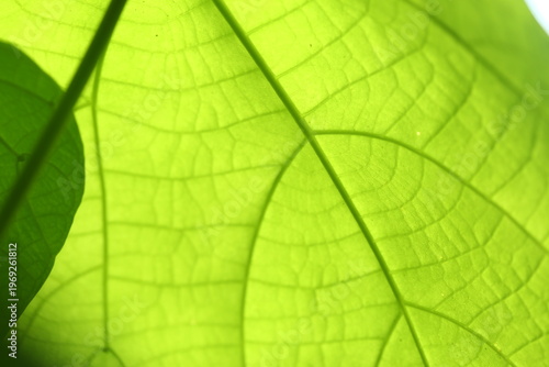 The beauty of the leaves of plants in the forest
