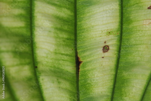 The beauty of the leaves of plants in the forest