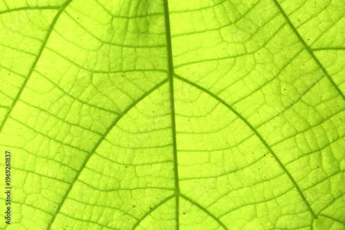 The beauty of the leaves of plants in the forest