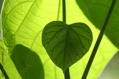 The beauty of the leaves of plants in the forest