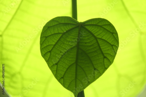 The beauty of the leaves of plants in the forest