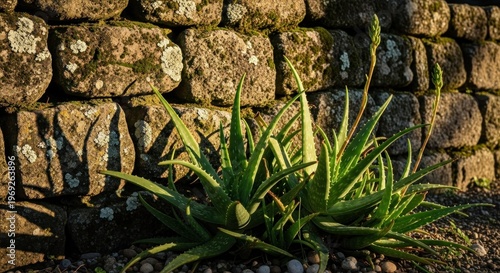 Vibrant green aloe vera plants bloom near an aged stone wall, illuminated by sunlight, creating a natural composition with texture and depth, evoking a feeling of peace and tranquility within a...