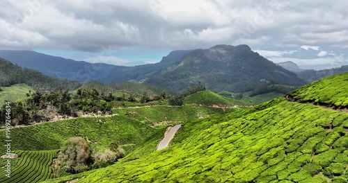 Wallpaper Mural Close-up cinematic aerial view of a rural road amid Tea Plantation hills in Munnar, Kerala, India. Aerial view of a tea plantation in Munnar. The beautiful Western Ghats mountain range in Kerala Torontodigital.ca