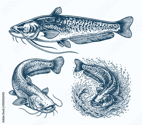 Wels Catfish Vector Illustration Set