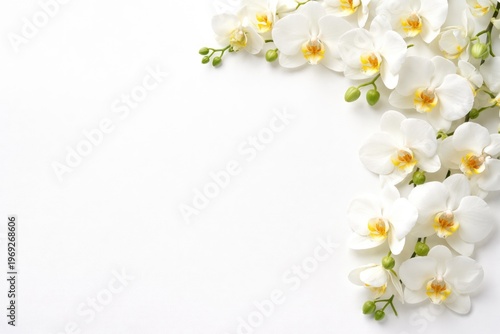 White yellow orchid flowers arranged on a clean white background with ample copy space for holiday cards
