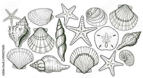 Beach summer vacation naive outline sketch vector illustration of seashells and starfish