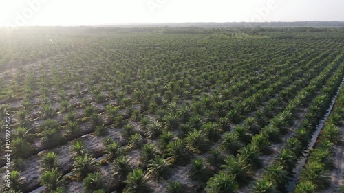 Aerial view of oil palm plantation in Kuala Penyu, Sabah, Malaysia.