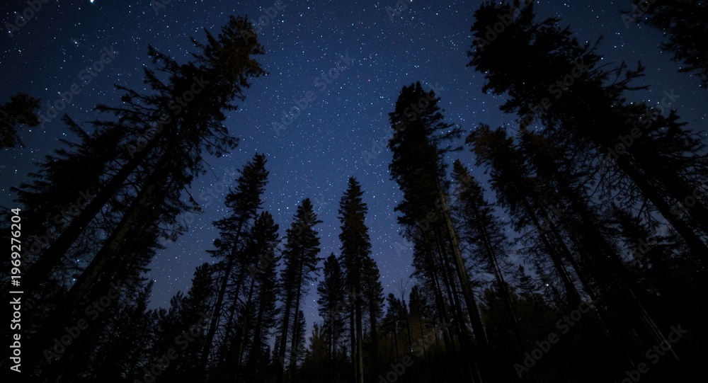 Fototapeta premium Beautiful nighttime forest scene with tall trees under sparkling stars