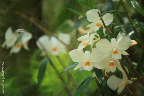Dendrobium infundibulum (Funnel-lipped Dendrobium) ,an epiphytic orchid with clustered, cane-like overhanging to pendulous stems.
Phu Luang Wildlife Sanctuary.
THAILAND 