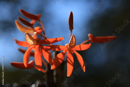 Dendrobium unicum , miniature orchid with terrific color,sepals and petals are twisted and brilliant tangerine,cream colored lip heavily marked with purple venation,is tubular and curls back.THAILAND
