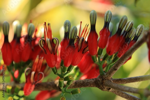 Macrosolen Brandisianus , It is a hemiparasitic epiphyte and grows primarily in the wet tropical biome. 
Phu Luang Wildlife Sanctuary in Loei, Thailand