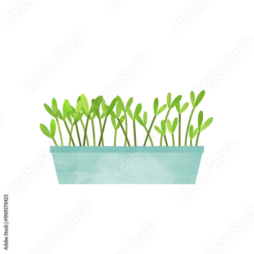 sunflower microgreens growing tray dense fresh sprouts agriculture illustration