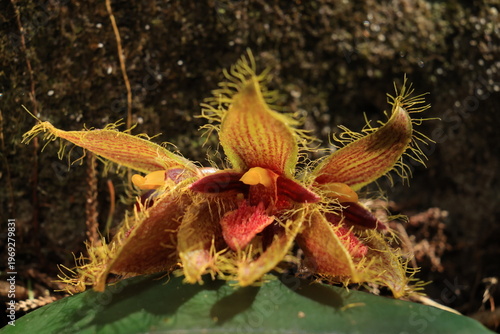 Bulbophyllum dayanum is a species of orchid in the genus Bulbophyllum. Phu Luang Wildlife Sanctuary in Loei, Thailand